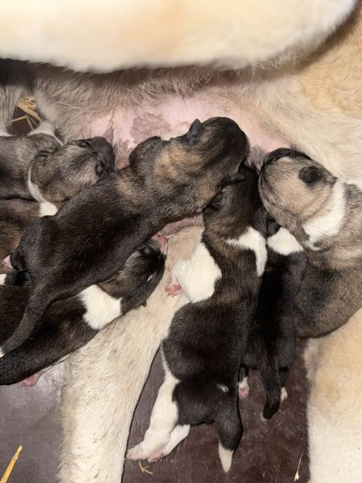 Америкаска акита кученца мъжки и женски