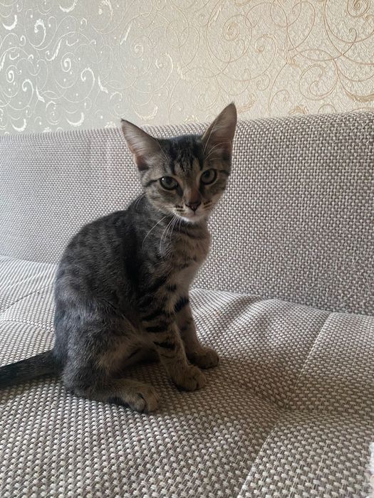 Котенок мысык еркек