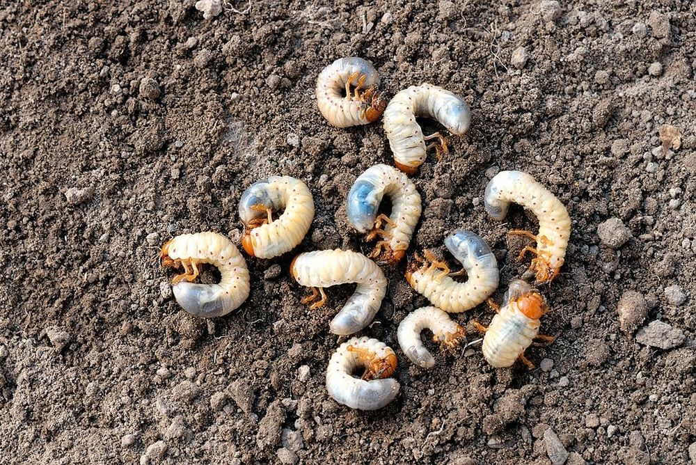 Беляшь (ишак курт) для рыбалки