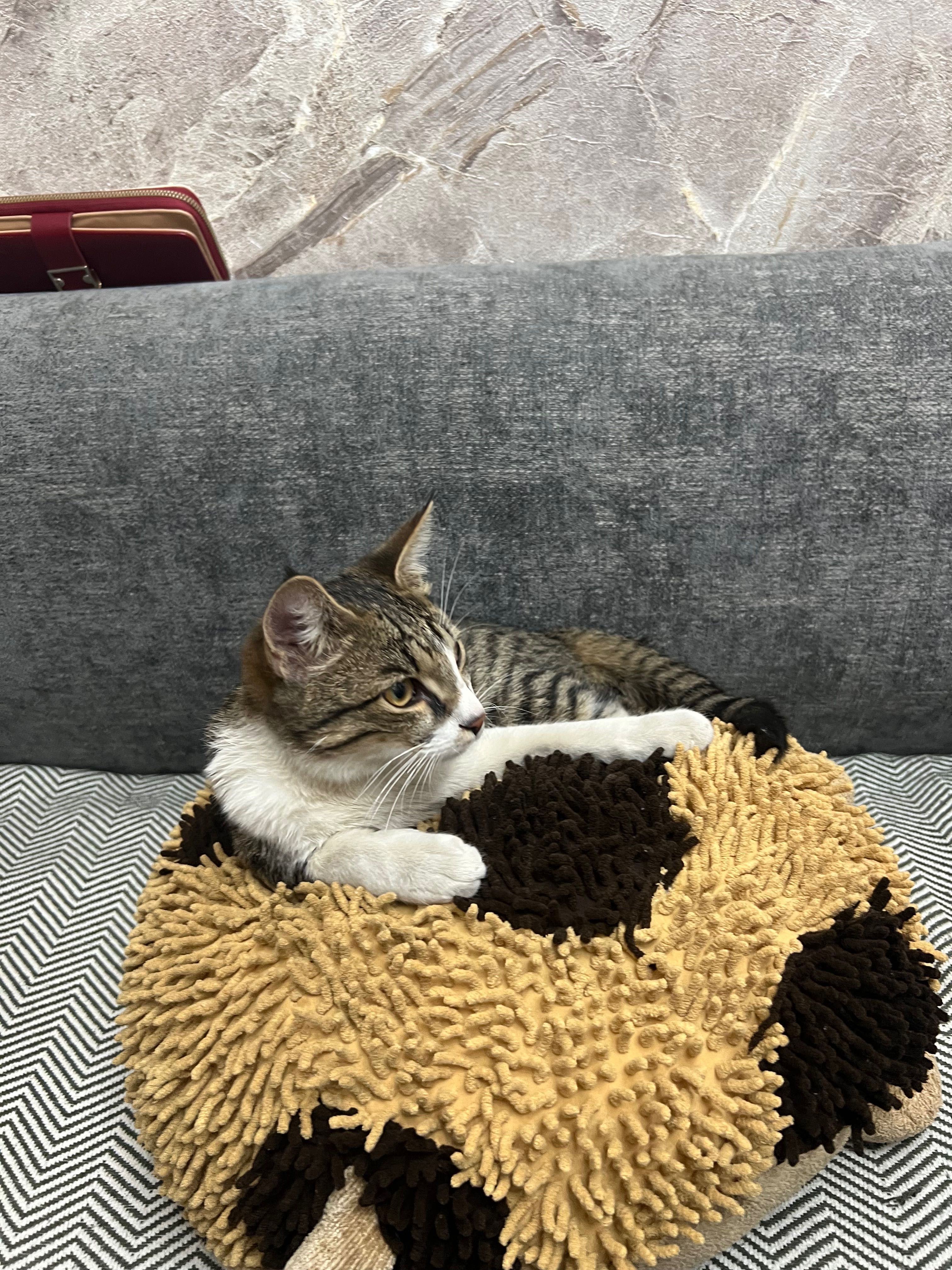 Котята домашние маленькие