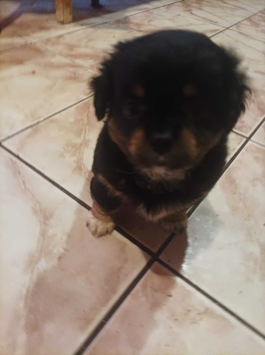 Donez catei dragalasi