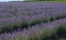 Vând  ulei de lavanda!
