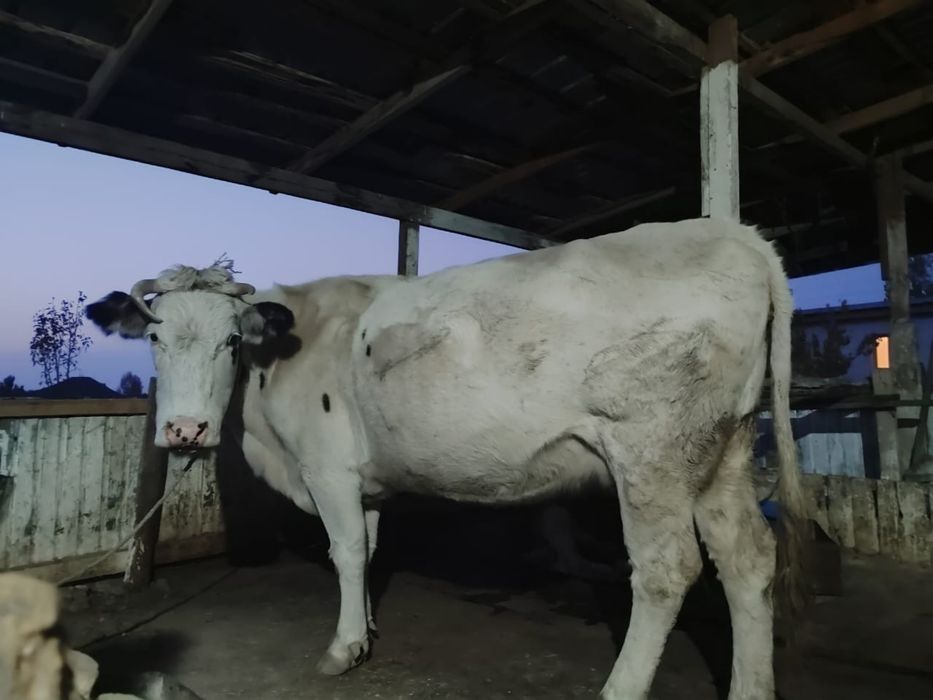 Корова с теленком