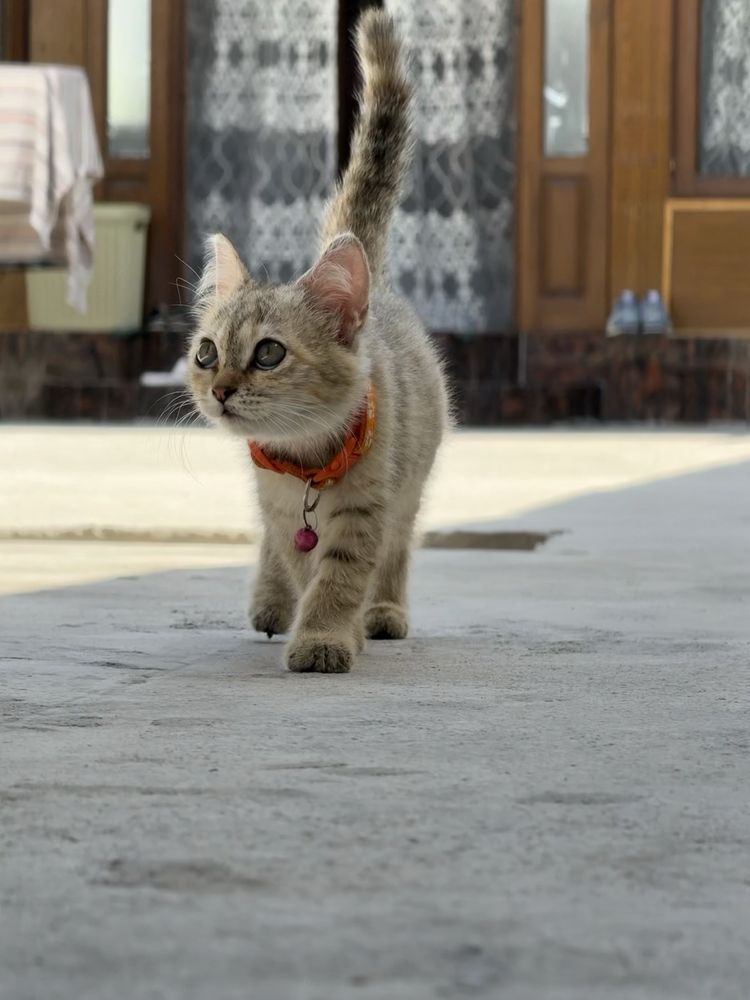 Mushukcha zotdor shinshila