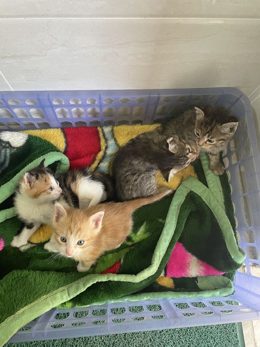 Отдадим котят в хорошие руки бесплатно