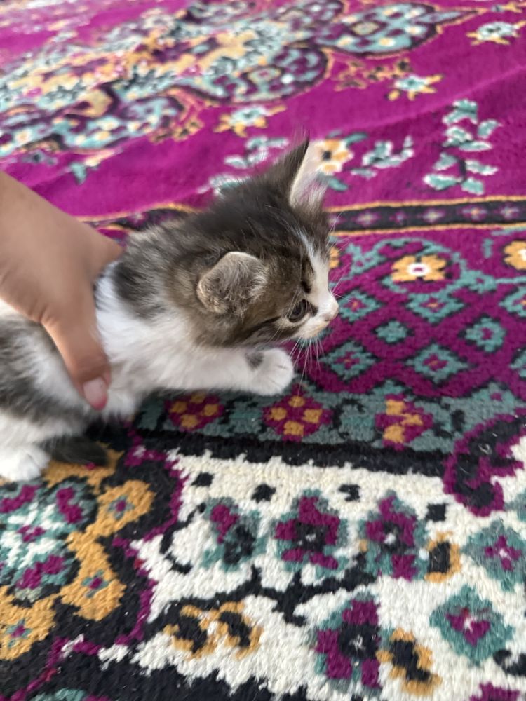 Котенок 2 месяца