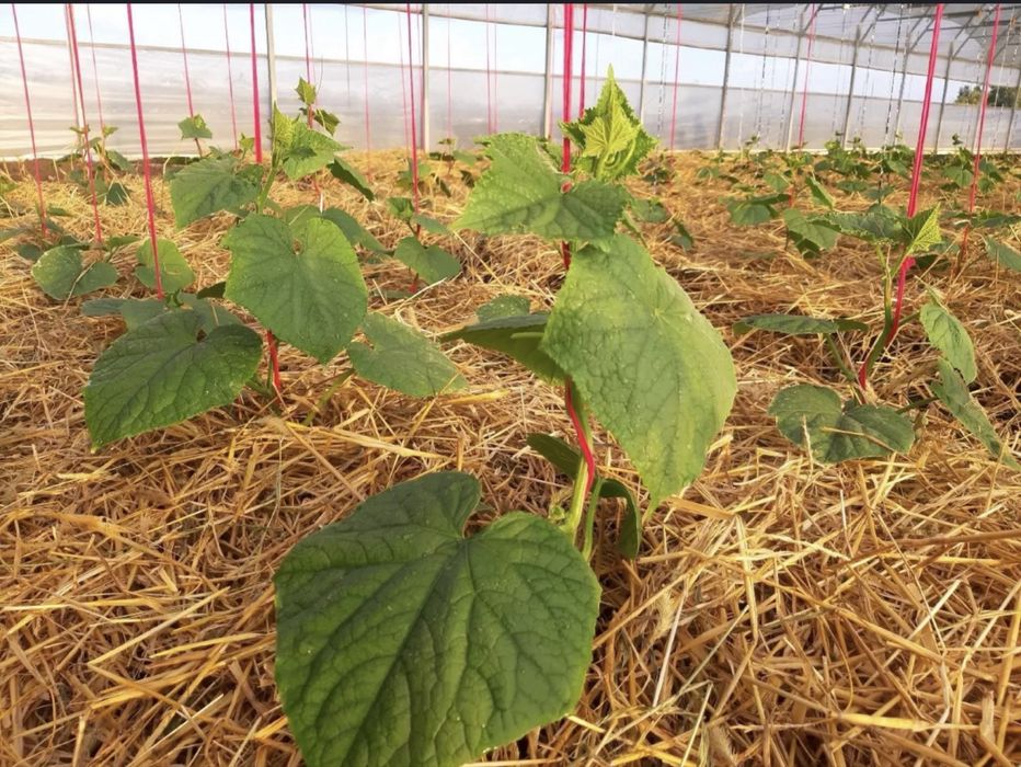 Солома для растений