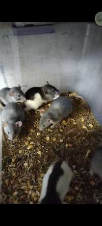 Крысята Дамбо разных окрасов