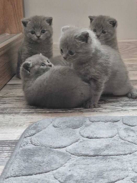 Британска късокосместа