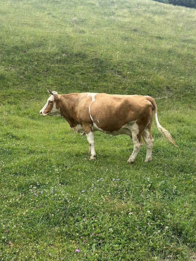 Vand vaca baltata romaneasca