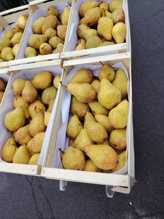 Vand mere si Pere,Polonia cal 1.