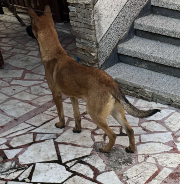 Кученца Белгийски овчарки