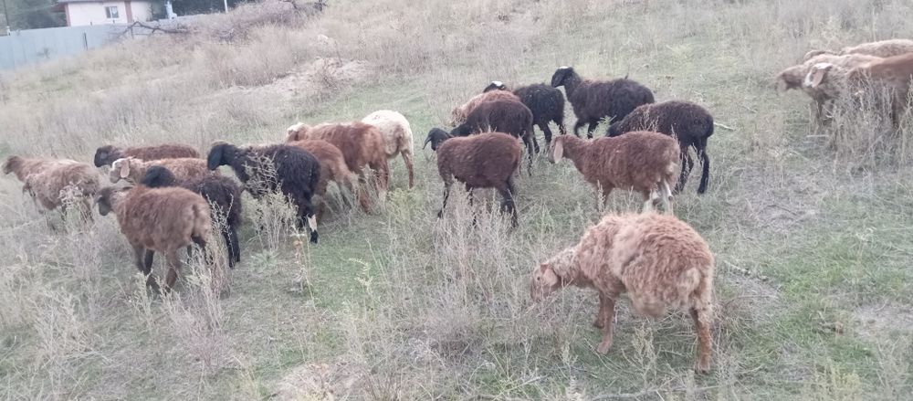 Продам 10 баранов (токты)