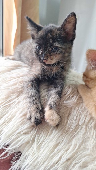 Отдам кошечку в хорошие руки!