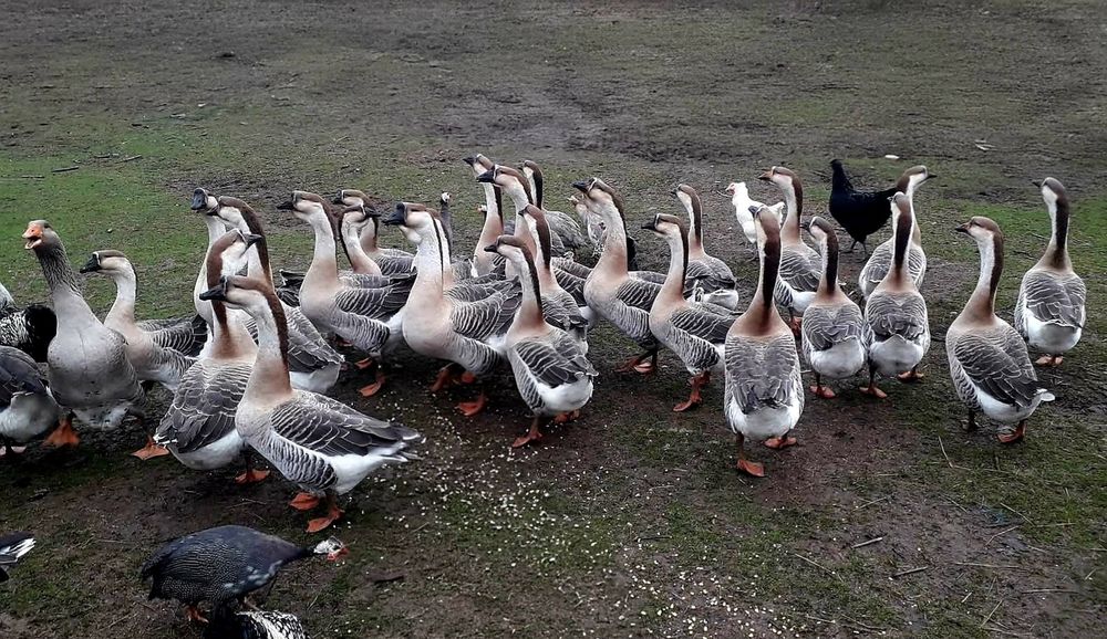 Gâște de vânzare, masculi si femele.