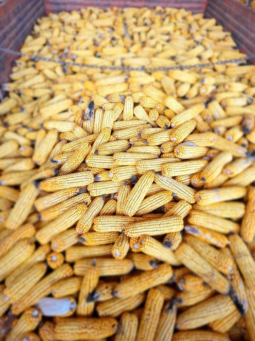 Vând porumb știulete