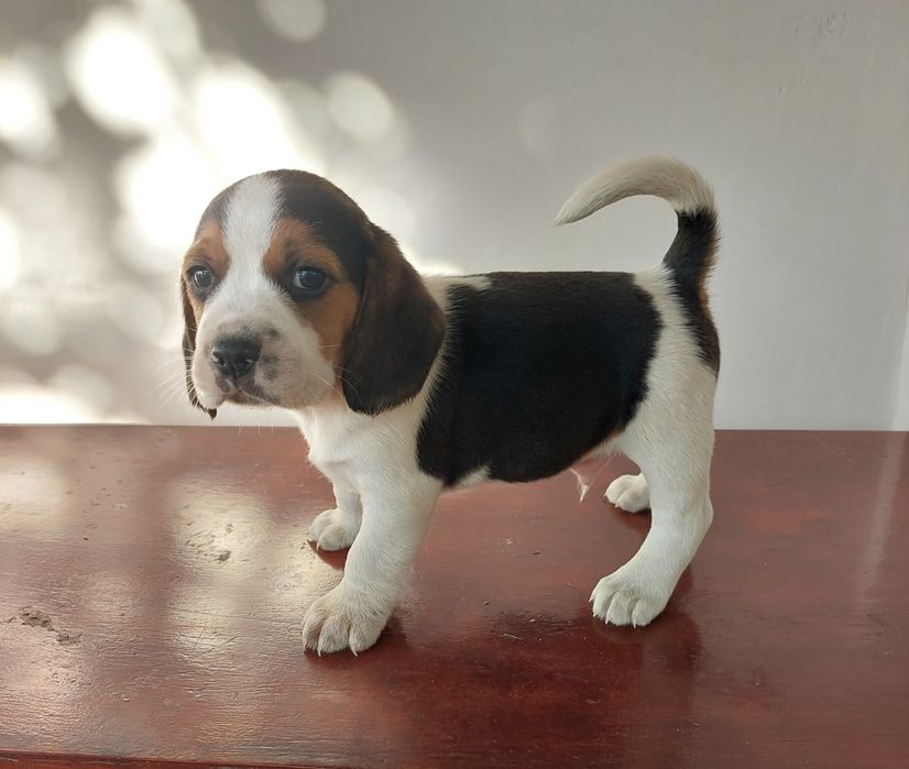 Малки бигълчета търсят своето голямо приключение.