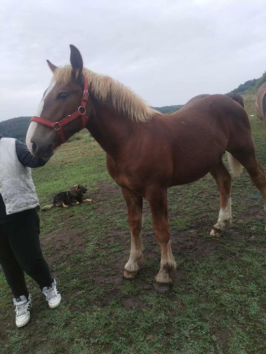 Manz, cal, armasar, harmasar de 6 luni