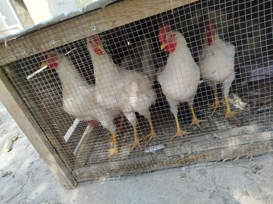 Xõroz sotiladi rangi oq