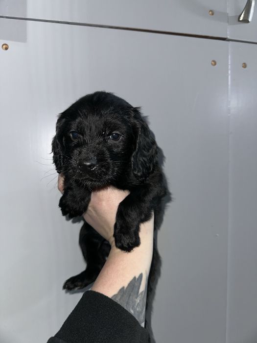 Продам щенков спаниеля