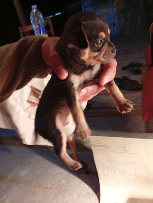 Продавам пинчери