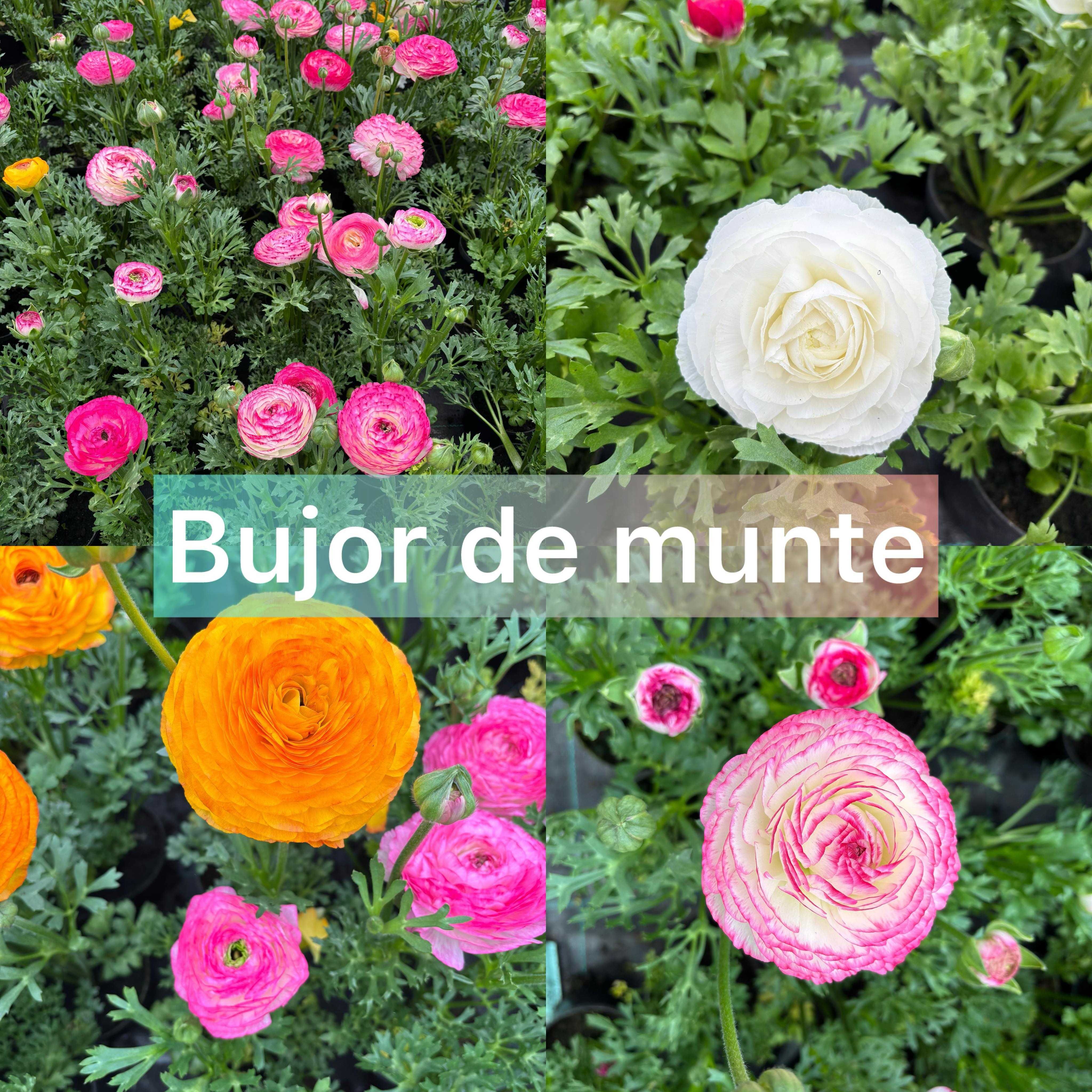 Zambile, Lalele, Cyclamen, Primule, Garofite, Bujori de munte, Muscate