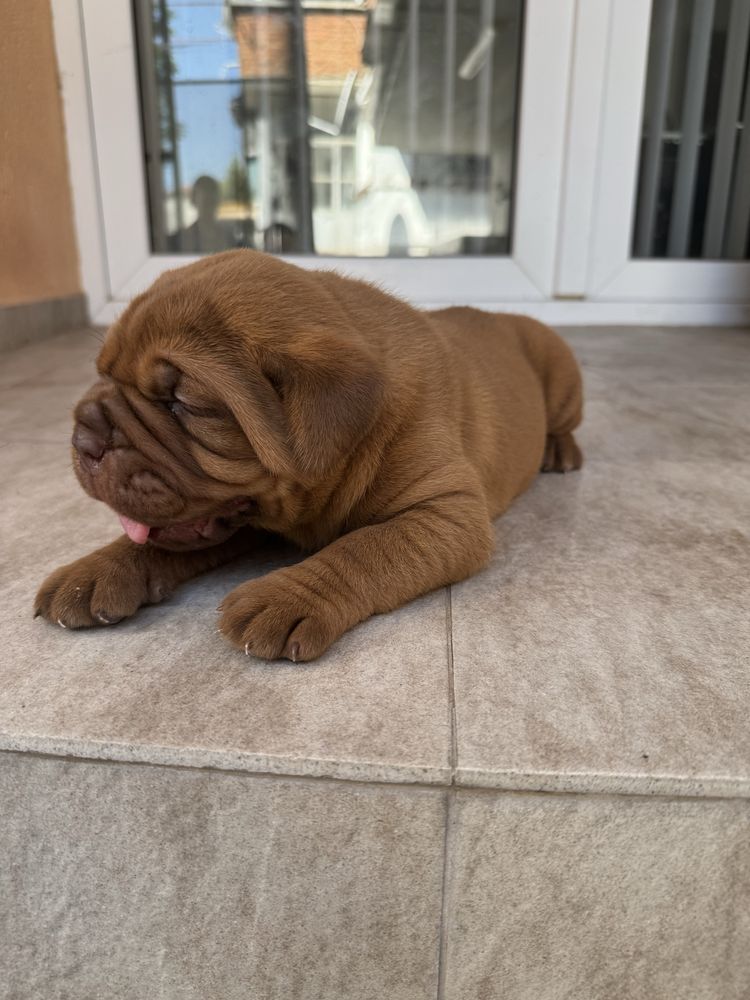 Дог от Бордо / Dogue de bordeaux