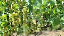 „Struguri pentru vin – preț producător 100%”