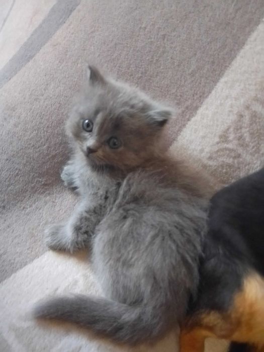 Малки британчета