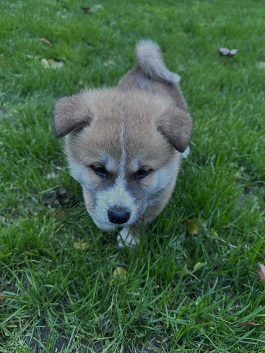 Кученца Акита Ину