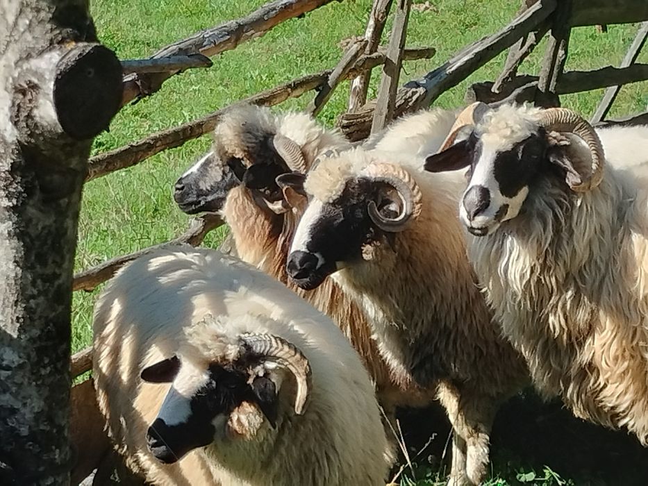 Trei oi și un berbec