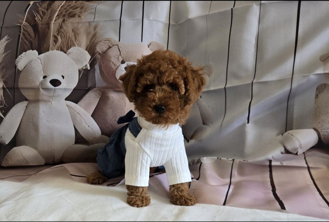 Пудел той Poodle toy с родословие момиче