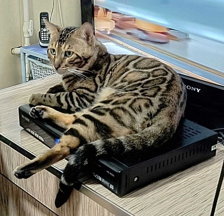 Бенгальские котята