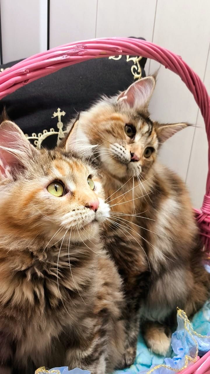МЕЙН КУНЫ котята - самый лучший подарок !