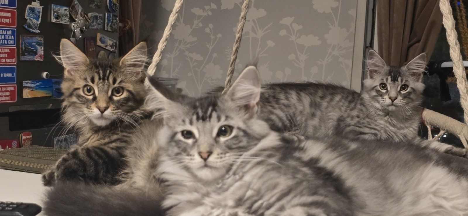 Мейн Кун котенца