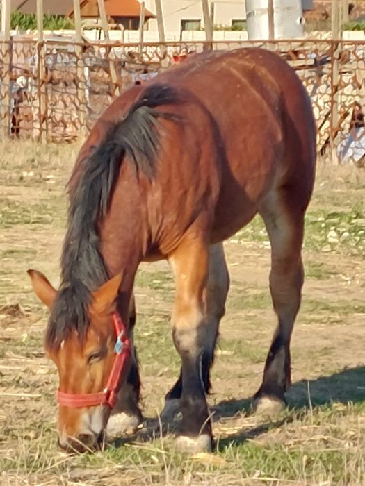 Vand mânza murga de noua  luni