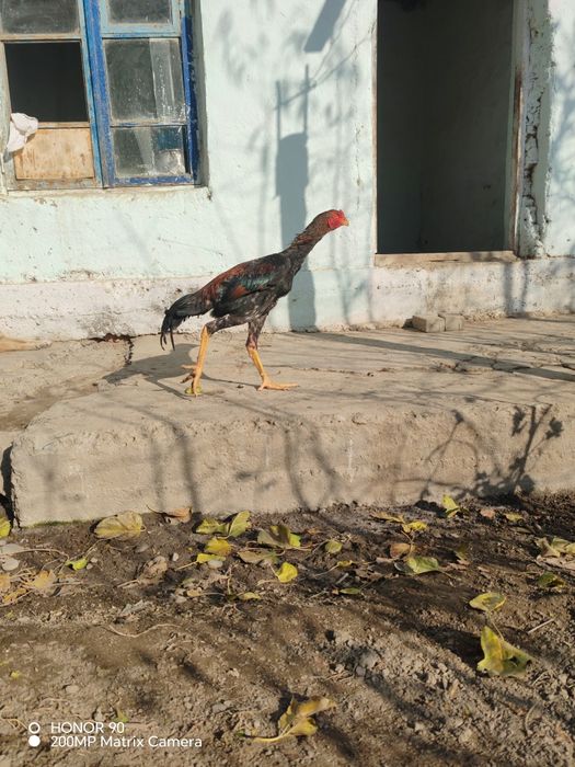 Yoshiga tulmagan Juja