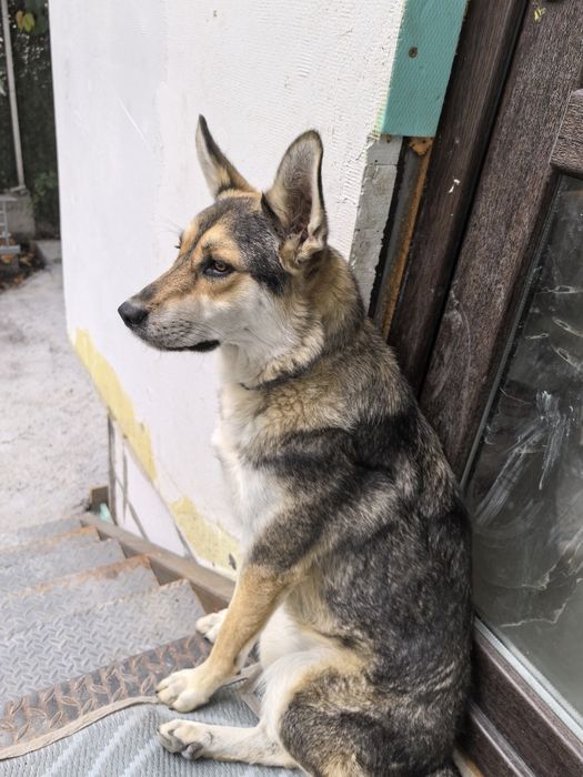 Подарявам куче с хигиенни навици.