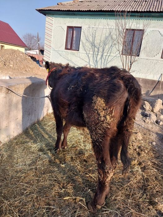 Срочно Продается тёлочка