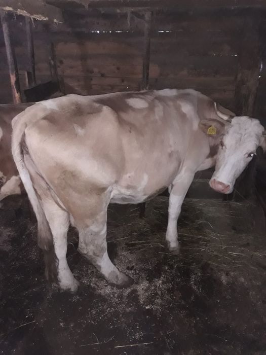 Vaca cu vițel de vanzare