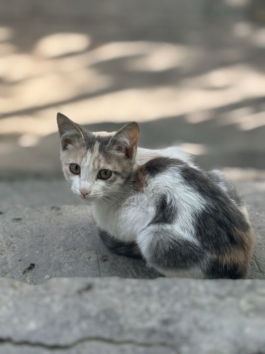Котята Отдадим в хорошие ручки
