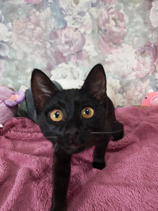 Отдам котёнка ( мальчик)