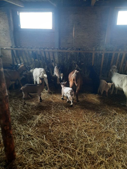 Vand doua iade/capre din 2024