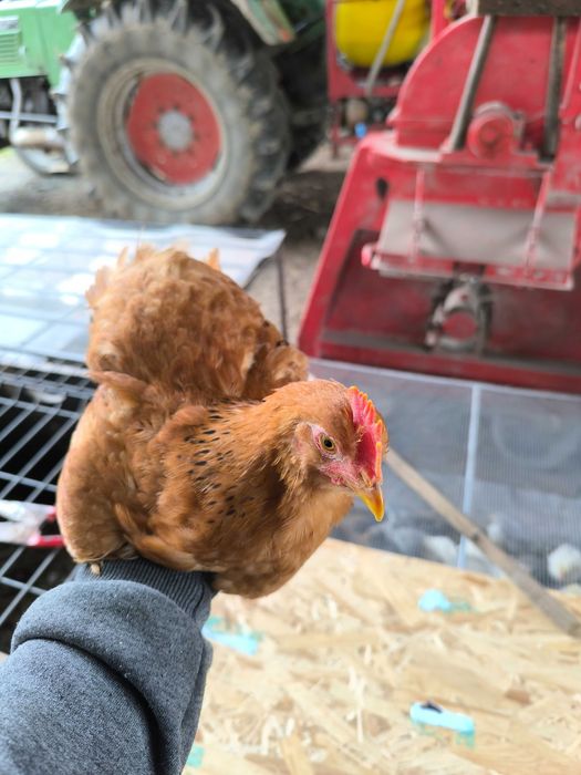 Vand cocosi Australorp, New hampshire, Plymouth, Legbar, Araucana