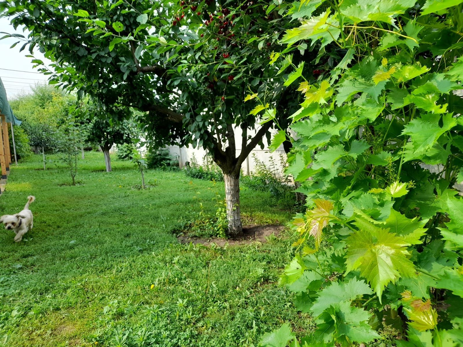 Casa de vinzare P+E+teren ieșire în 2 strazi