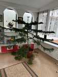 Норфолкска араукария