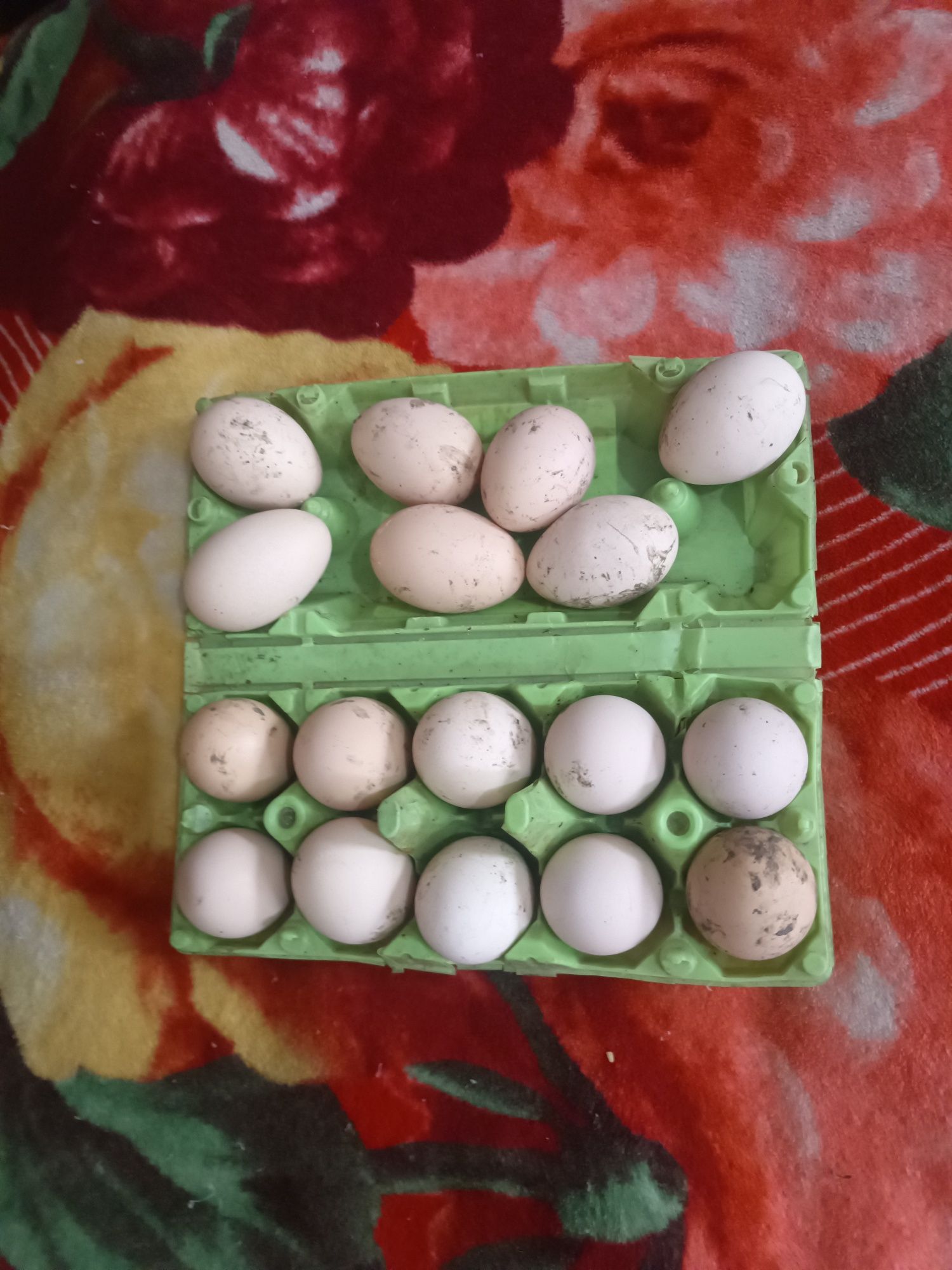 Инкубационное свежее яйцо.