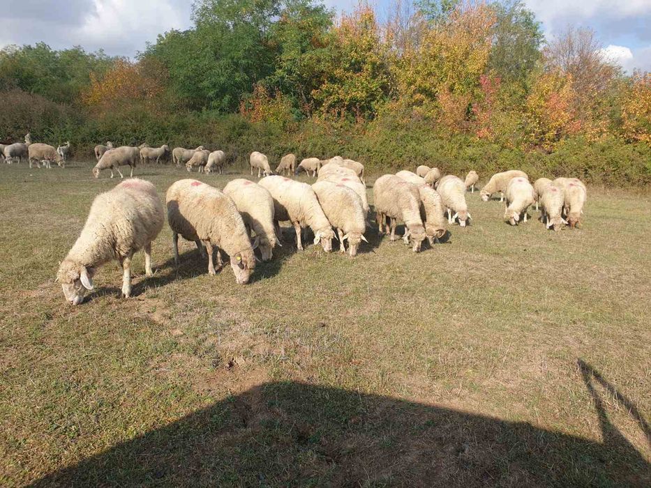 Продавам овце ЦИГАЙ