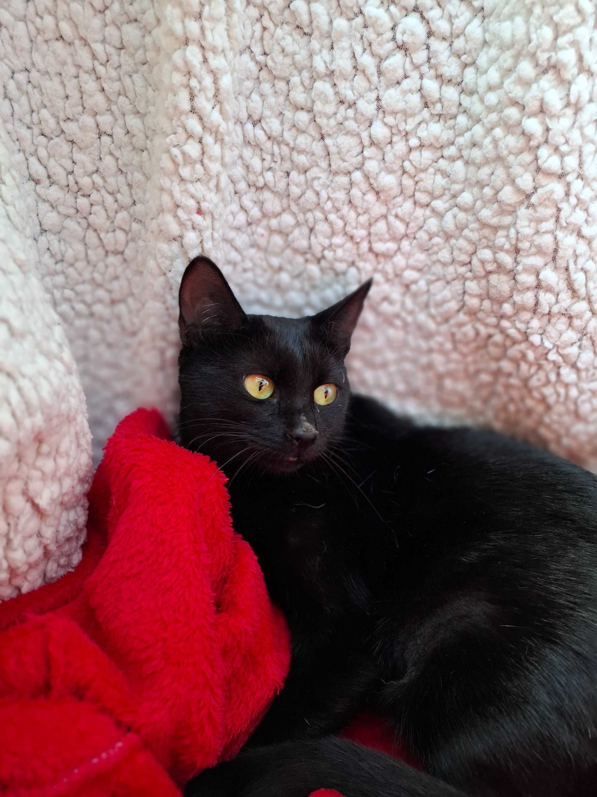 Adoptie pisica castrata neagra Hurem