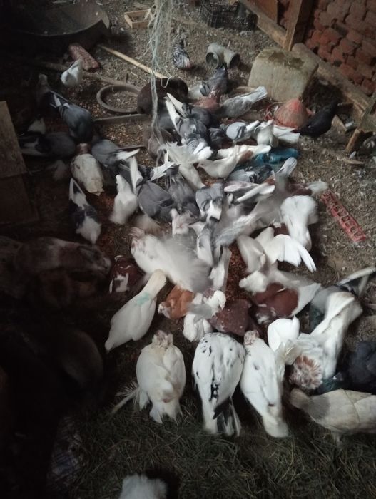 Vând porumbei  crescuți în gospodărie